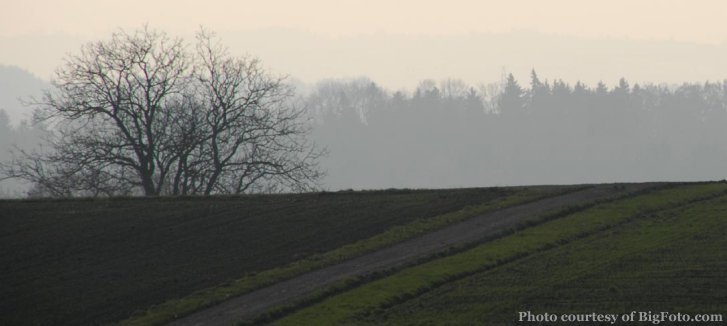 The Morning Fog